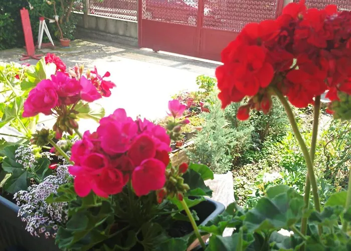 Cleopatra * Клуж-Напока